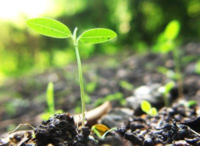 ป่าไม้-สำนักตรวจเงินแผ่นดิน จัด 'วันรักต้นไม้แห่งชาติ' ปี 59