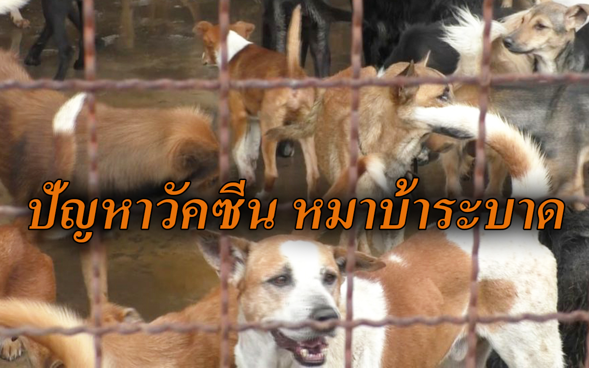 สตง.สมุทรปราการ แนะนำ อปท.ซื้อวัคซีนป้องกันโรคพิษสุนัขบ้า