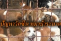 สตง.สมุทรปราการ แนะนำ อปท.ซื้อวัคซีนป้องกันโรคพิษสุนัขบ้า